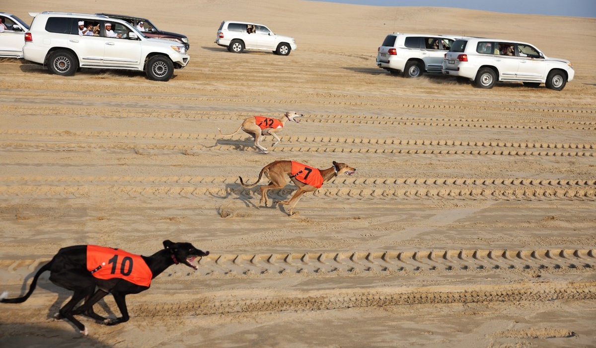 14th Saluki Championship of Al-Gannas Concluded, 14 Winners Crowned